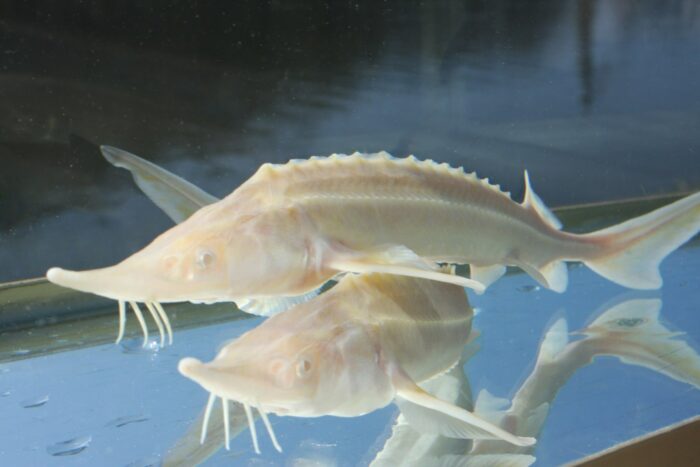 Albino Sterlet