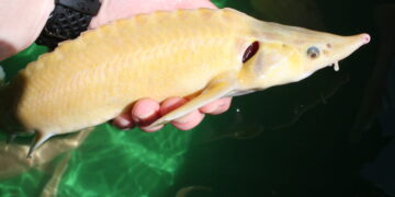 Acipenser Ruthenus Fischzucht Rhonforelle