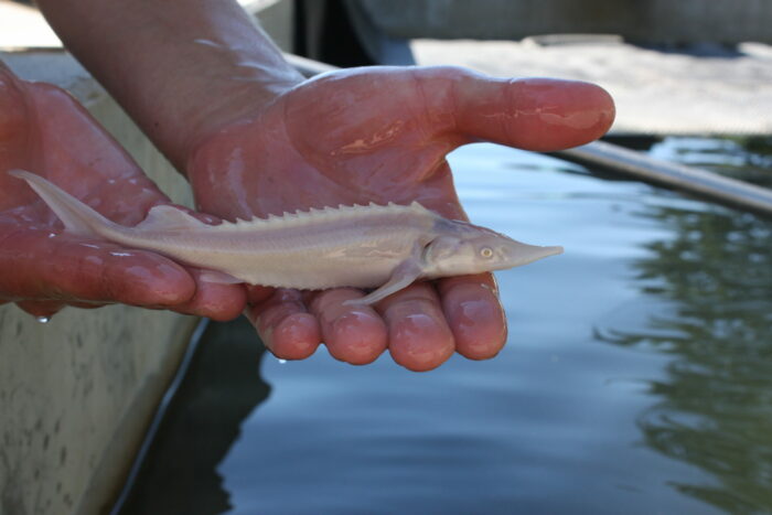 Albino Sterlet