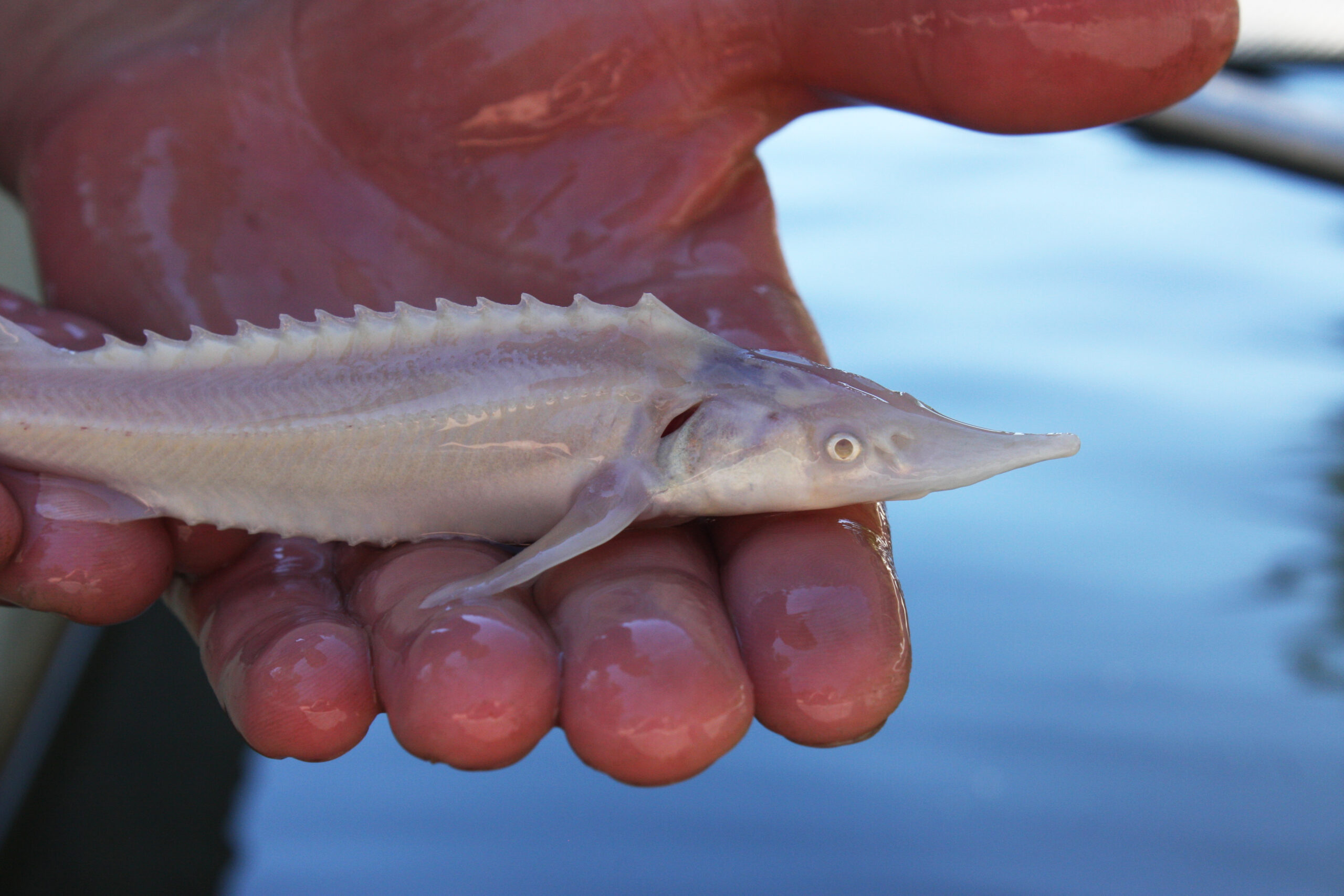 Albino Sterlet Fischzucht Rhönforelle