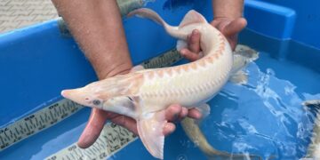 Blauaugen Albino Sterlet