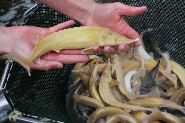 Albino Sterlet