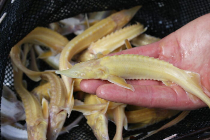 Albino Sterlet