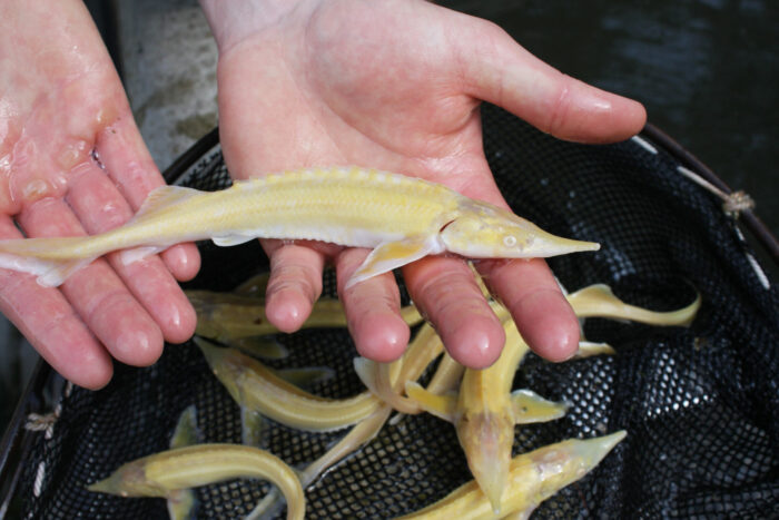 Albino Sterlet