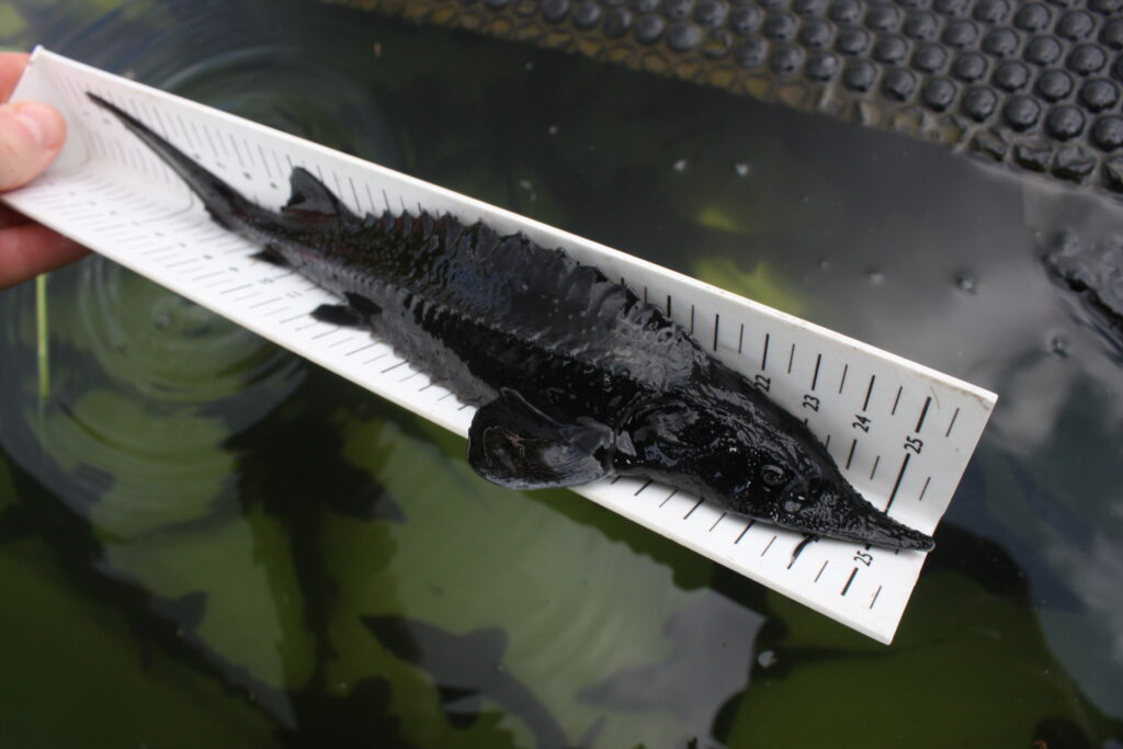 Störhybrid | Fischzucht Rhönforelle | Waxdick | Beluga | Sibirischer Stör