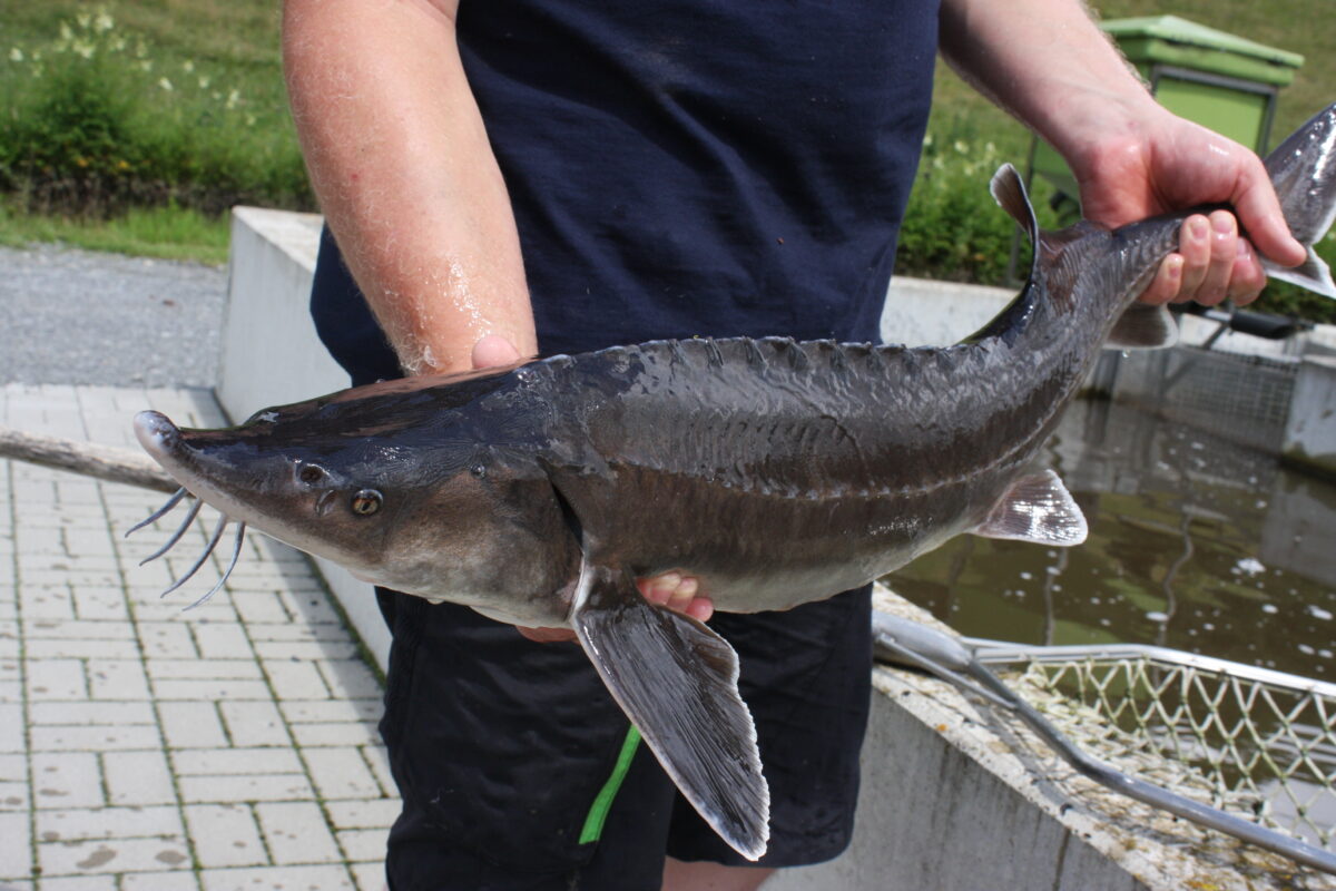 "Bester" Störhybrid | Fischzucht Rhönforelle | Waxdick | Beluga