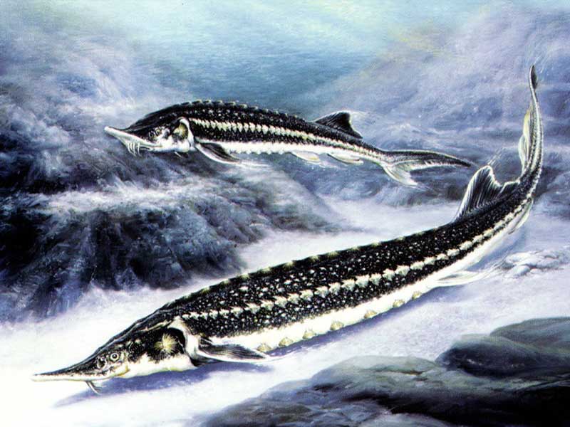 Störe