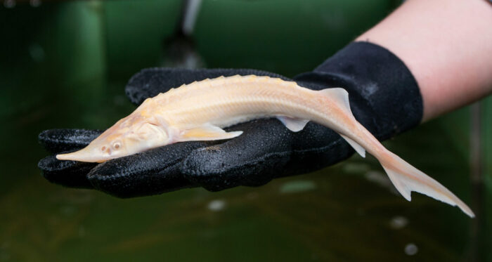 Albino Sterlet